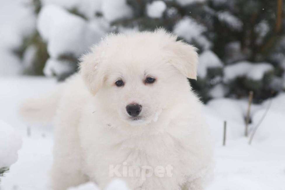 Собаки в Москве: Отдадим щенка белой швейцарской овчарки 2 месяца в хорошие руки Мальчик, 20 000 руб. - фото 3