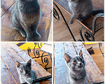 Кошки в Шатуре: Котенок в добрые руки Мальчик, Бесплатно - фото 5