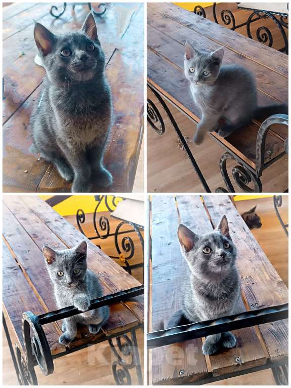 Кошки в Шатуре: Котенок в добрые руки Мальчик, Бесплатно - фото 5