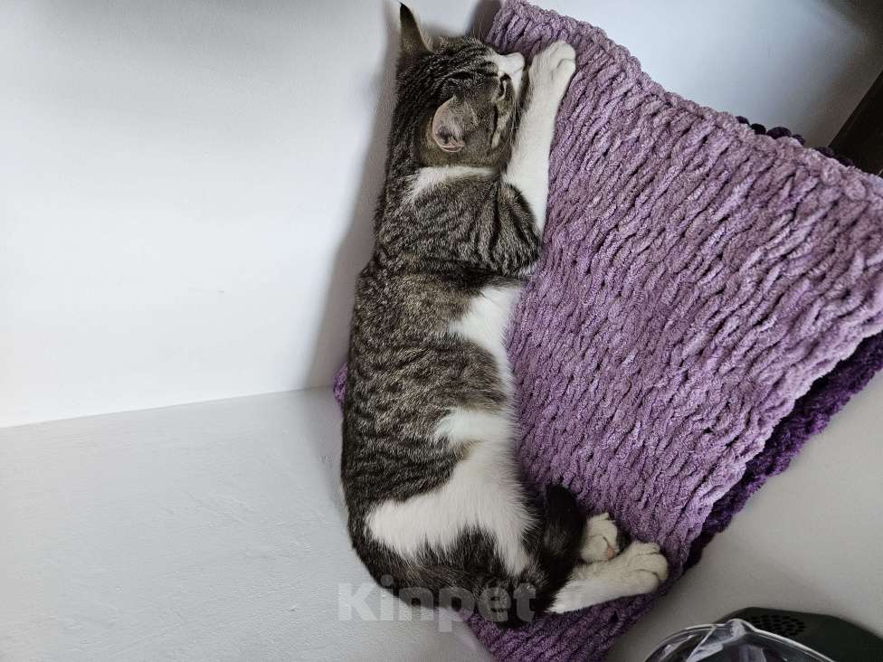 Кошки в Краснодаре: Солнечная девочка Марго ищет семью для большой любви! Девочка, Бесплатно - фото 3