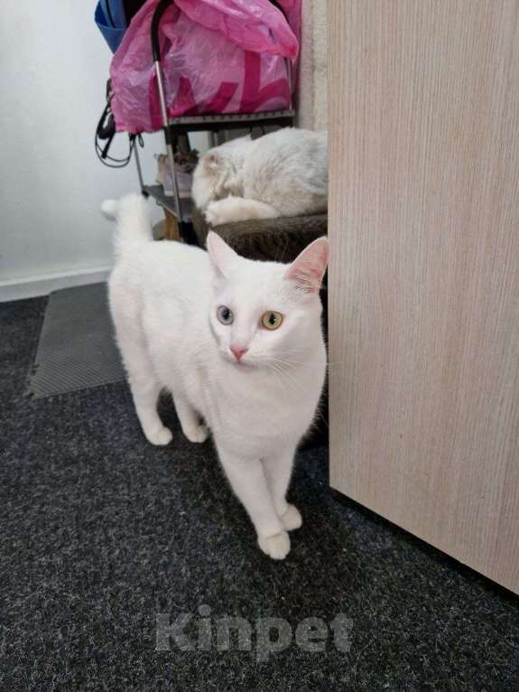 Кошки в Москве: Мичман ищет новый дом Мальчик, Бесплатно - фото 1