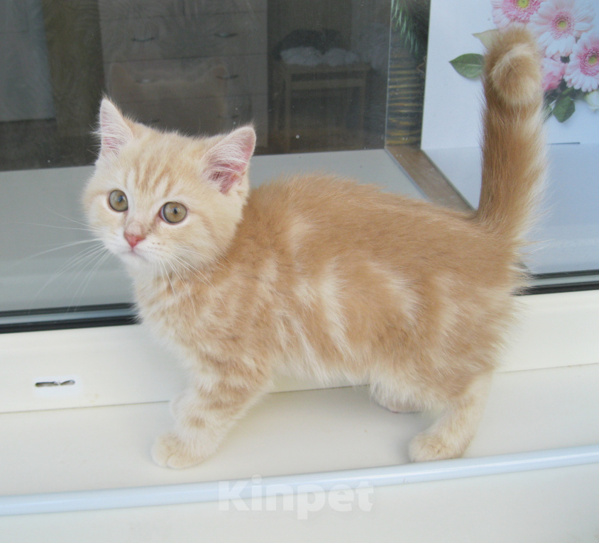 Кошки в Ставрополе: Котята породы шотландские Мальчик, 10 000 руб. - фото 4
