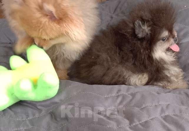 Собаки в Москве: Щенки шпица померанского Разнополые, 30 000 руб. - фото 2