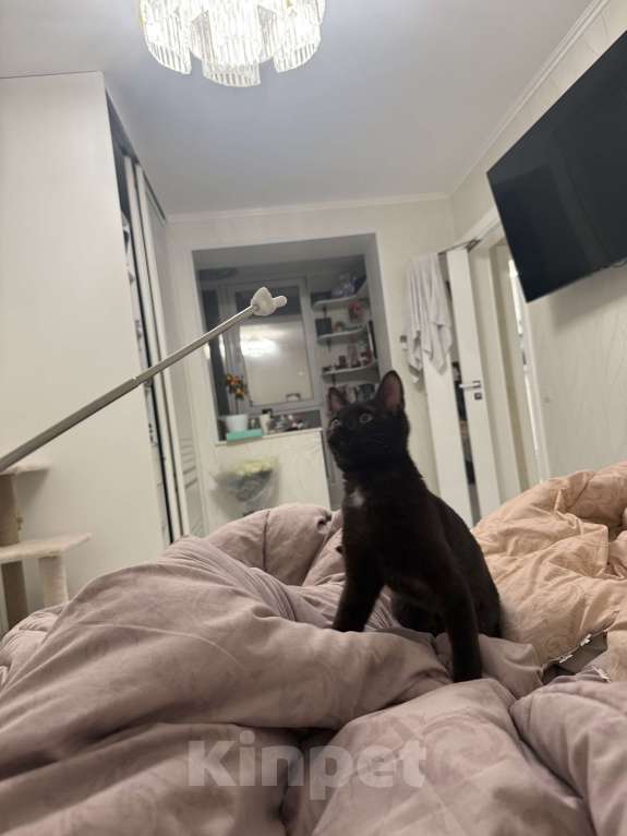 Кошки в Москве: Котенок в добрые руки , к сожалению аллергия началась , девочке 4 месяца  Девочка, Бесплатно - фото 2