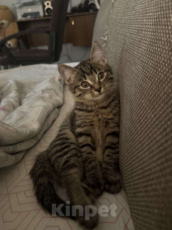 Кошки в Иркутске: Котенок по имени черемушка Девочка, Бесплатно - фото 3