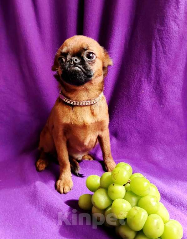 Собаки в Москве: Пти-брабансон ярко-рыжий мальчик Мальчик, 40 000 руб. - фото 2