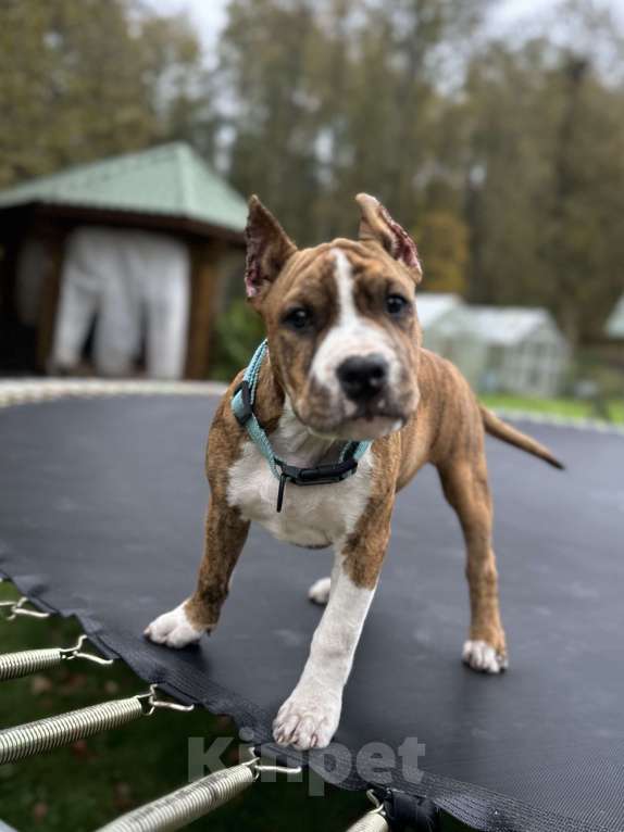 Собаки в Москве: Щенки АСТ Девочка, Бесплатно - фото 3