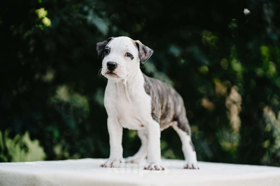 Собаки в Оренбурге: Щенки Амстаффа РКФ Девочка, 80 000 руб. - фото 6
