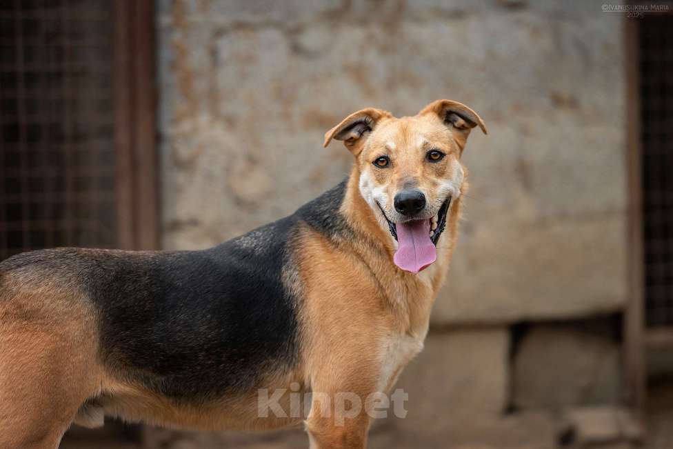 Собаки в Москве: Рональдо - с тонкой душевной организацией Мальчик, Бесплатно - фото 3