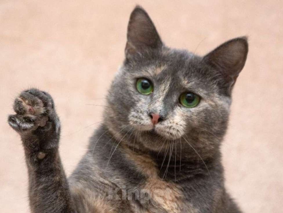 Кошки в Москве: Шанти ищет дом  Девочка, Бесплатно - фото 1