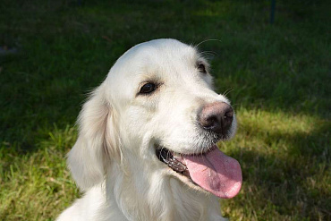 Золотистый ретривер