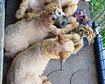 Собаки в Москве: Щенки пшеничный терьер 2,5 месяца Мальчик, 45 000 руб. - фото 14
