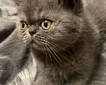 Кошки в Новоалександровске: Персидские котята, 8 000 руб. - фото 4