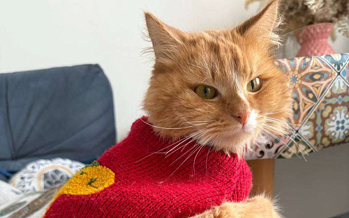 Стильный Еремей ищет дом!