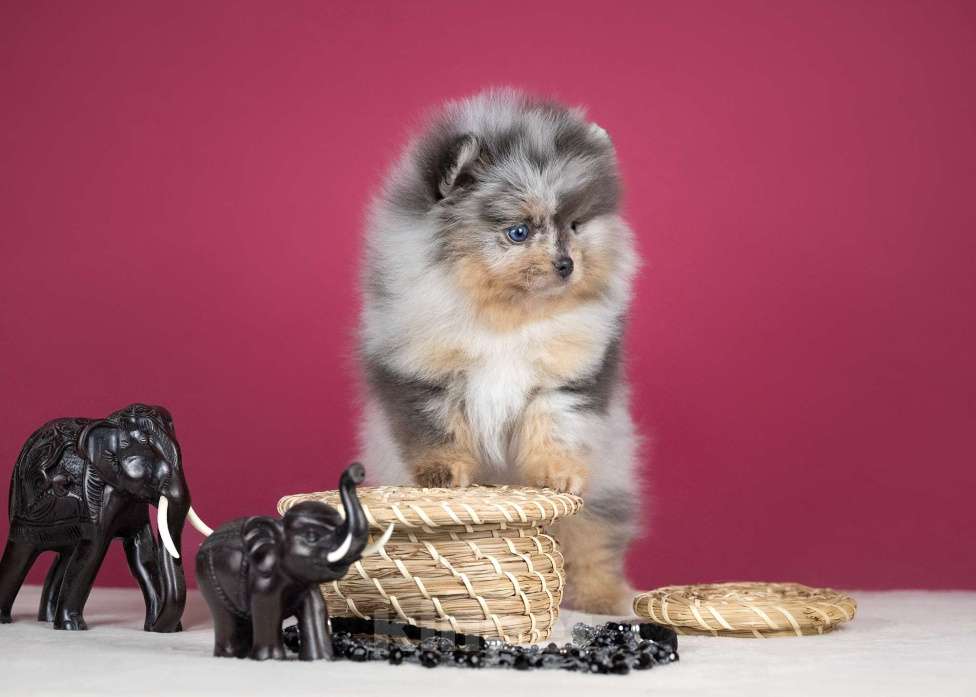 Собаки в Всеволожске: Девочка померанского шпица Девочка, Бесплатно - фото 3