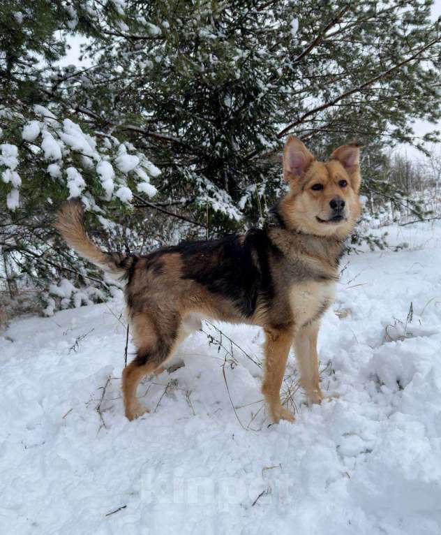 Собаки в других городах Московской области: Диггер Мальчик, Бесплатно - фото 5