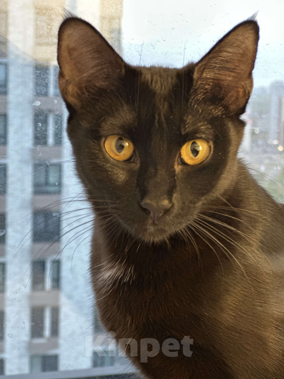 Кошки в Москве: Черная кошка Машуля  Девочка, Бесплатно - фото 2