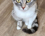 Кошки в Санкт-Петербурге: Трехцветочка в добрые руки Девочка, Бесплатно - фото 6