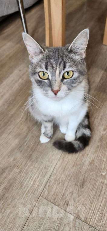 Кошки в Санкт-Петербурге: Трехцветочка в добрые руки Девочка, Бесплатно - фото 6