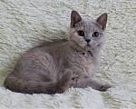 Кошки в Ульяновске: Британская девочка редкого окраса Девочка, 10 000 руб. - фото 6