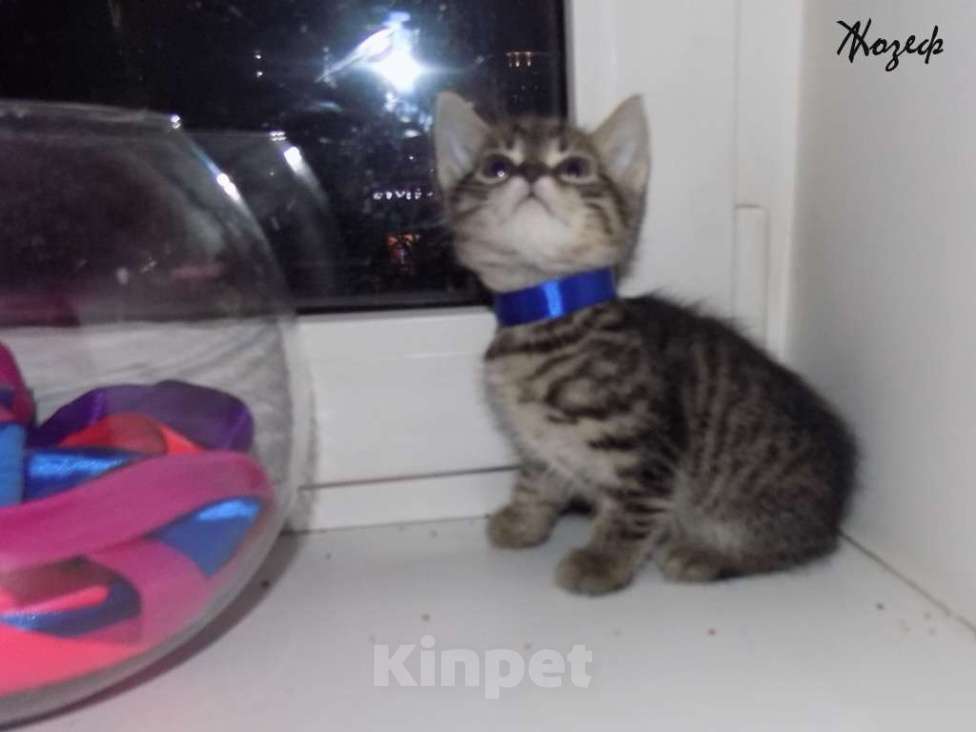 Кошки в Москве: Шотландский короткошерстный прямоухий мальчик Мальчик, 10 000 руб. - фото 3