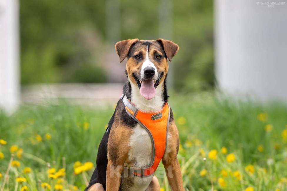 Собаки в Москве: Блэр - когда мама полюбила зененнхунда Мальчик, Бесплатно - фото 6