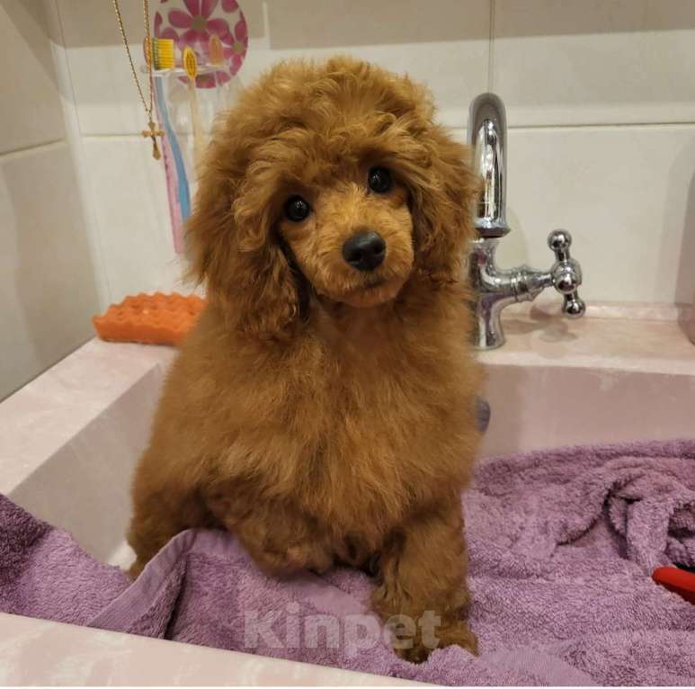 Собаки в Москве: Пудель миниатюрный  Девочка, 135 000 руб. - фото 3