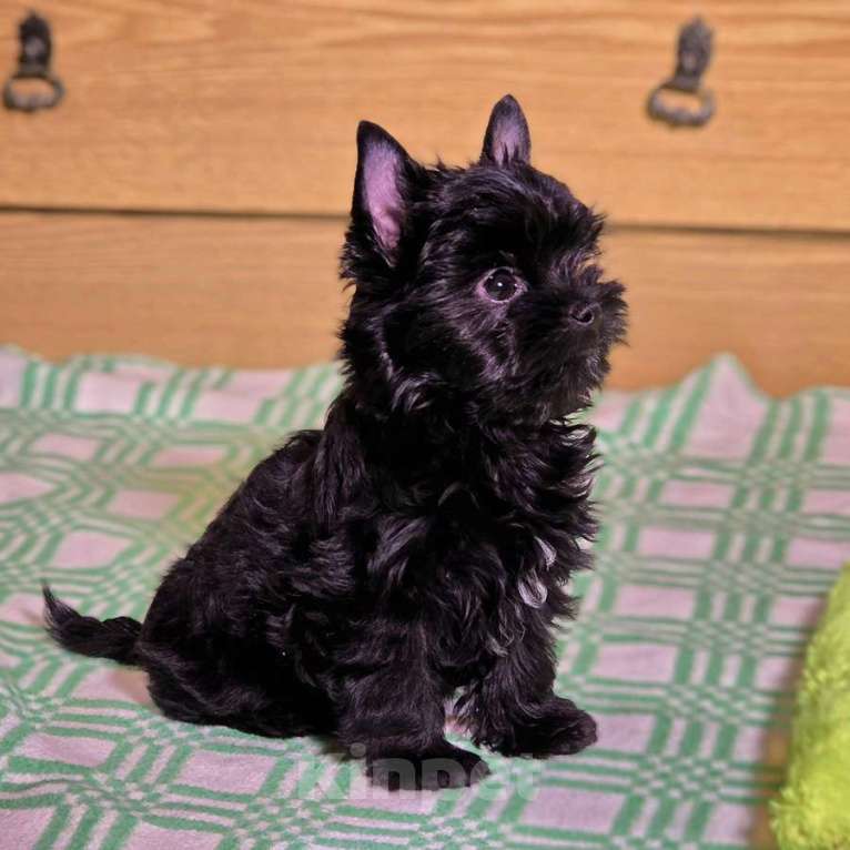 Собаки в Москве: Йоркширский терьер-маленькое чудо в доме Мальчик, 20 000 руб. - фото 6