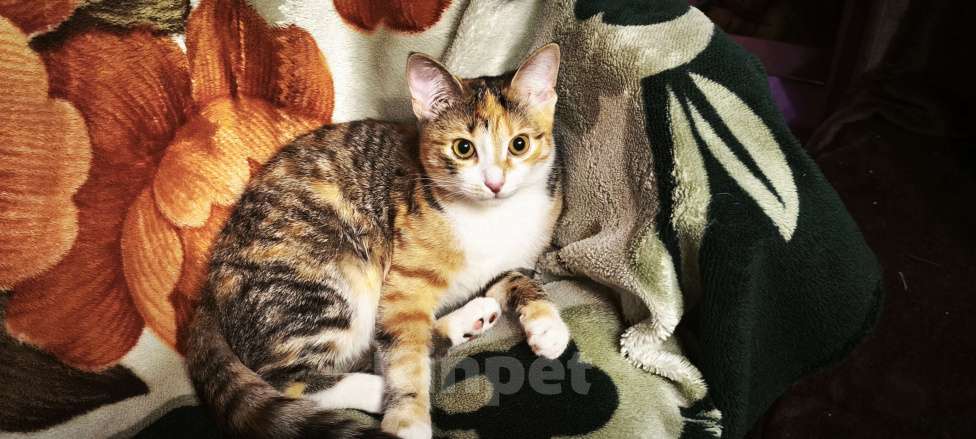 Кошки в Екатеринбурге: Ищем дом Девочка, Бесплатно - фото 5