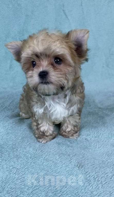Собаки в Москве: Цветной йорк -щенок Мальчик, 45 000 руб. - фото 6