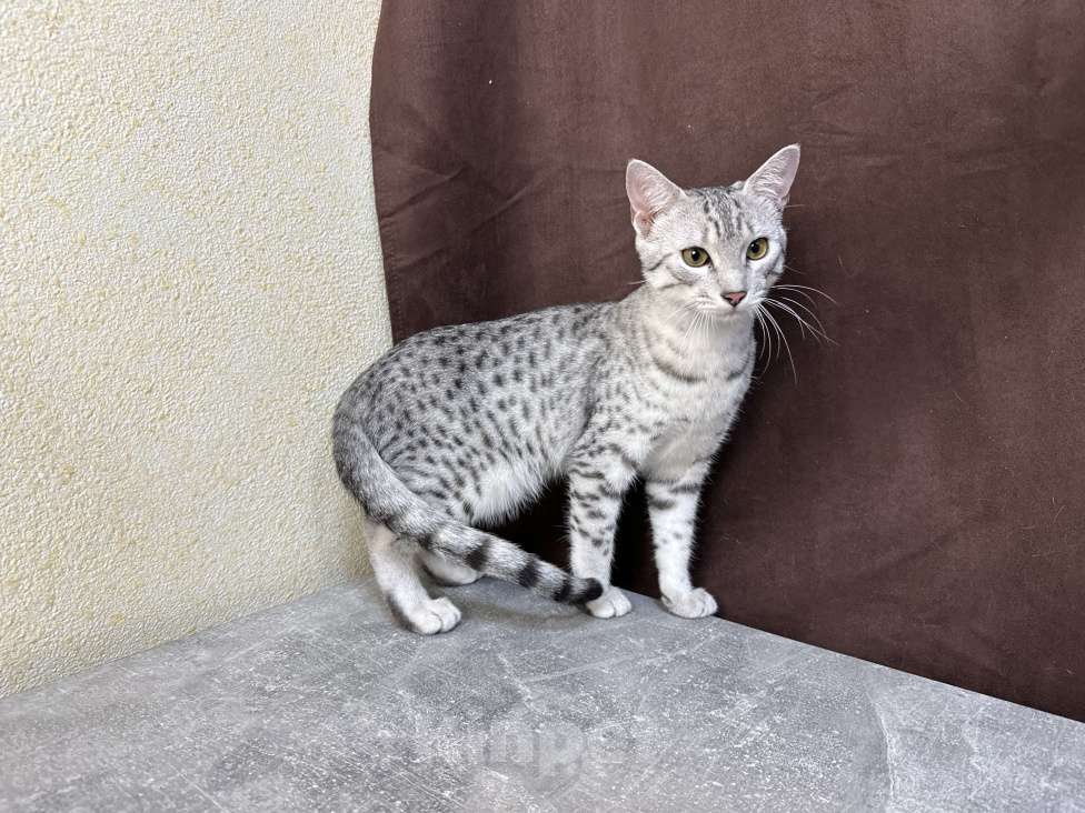 Кошки в Москве: котик египетская мау  Мальчик, 85 000 руб. - фото 2