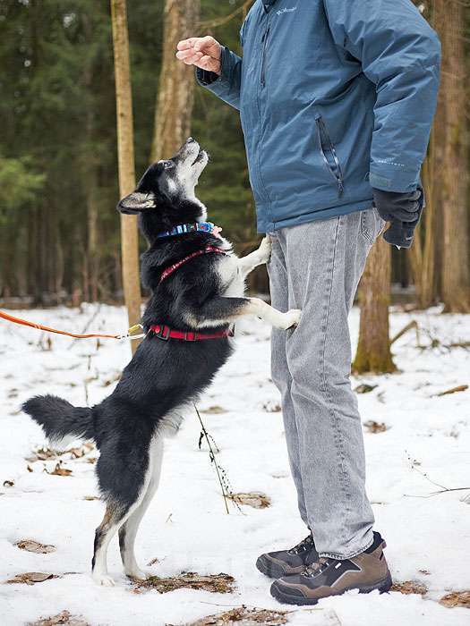 Собаки в Москве: Молодой домашний пес Медор, метис лайки в добрые руки Мальчик, 10 руб. - фото 8