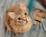Кошки в Москве: Пушистый нежный и ласковый кот Пух ищет дом Мальчик, 1 руб. - фото 3