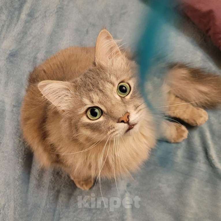 Кошки в Москве: Пушистый нежный и ласковый кот Пух ищет дом Мальчик, 1 руб. - фото 3