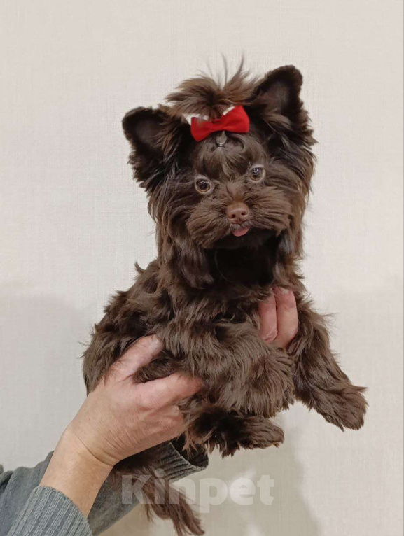 Собаки в Москве: Очаровательный парень шоколадного йорка в поиске лучших родителей Мальчик, 90 000 руб. - фото 1