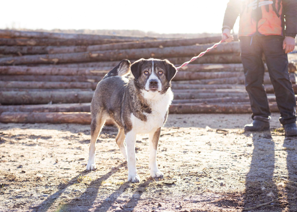 Собаки в Москве: Собака прошедшая СВО и избежавшая усыпления в поисках самого лучшего дома! Девочка, Бесплатно - фото 8