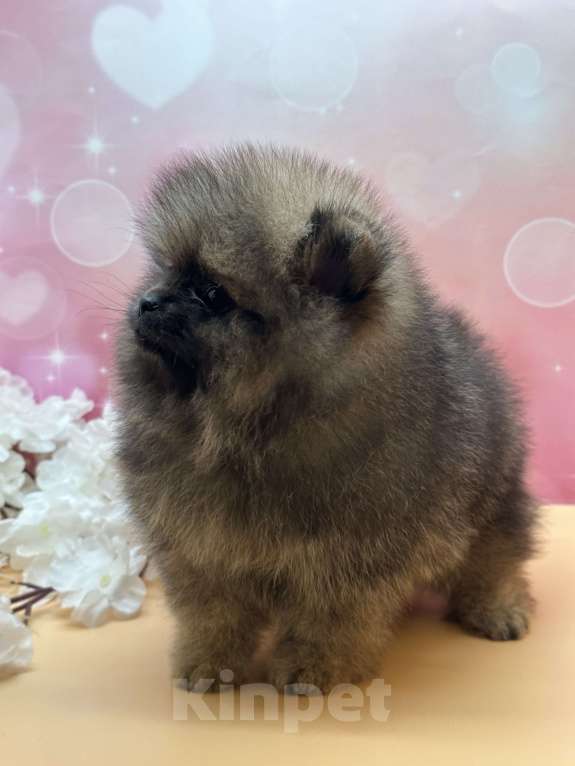 Собаки в Санкт-Петербурге: Мини шпиц Мальчик, 30 000 руб. - фото 4