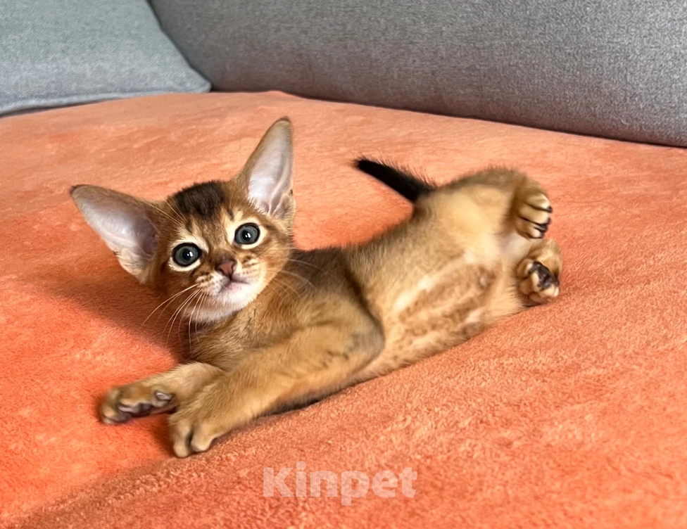 Кошки в Архангельске: Абиссинский мальчик Мальчик, 40 000 руб. - фото 4