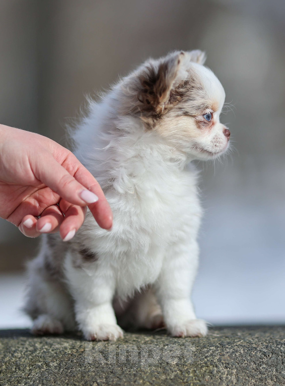 Собаки в Обнинске: Девочки чихуахуа меоле лиловая и шоколадная, голубые глаза Девочка, 60 000 руб. - фото 9