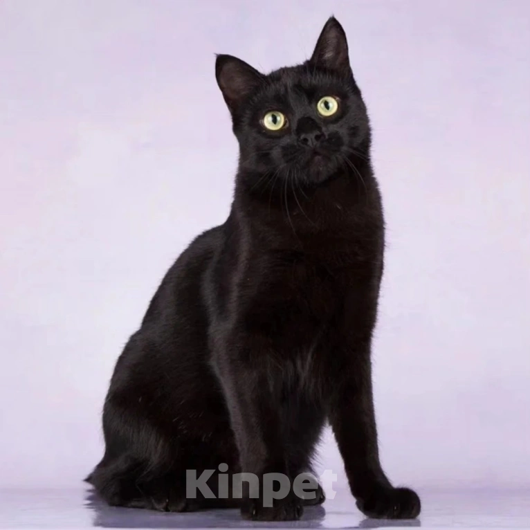 Кошки в Москве: Васю выкинули хозяева Мальчик, Бесплатно - фото 5