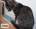 Кошки в Москве: Котёнок Стеша ищет семью Девочка, Бесплатно - фото 2