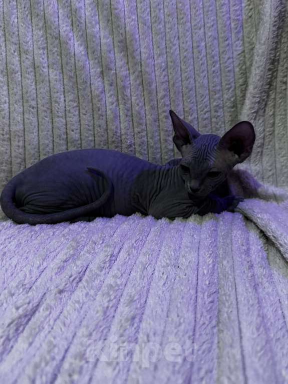 Кошки в других городах Московской области: Канадский сфинкс котенок мальчик Мальчик, 25 000 руб. - фото 7