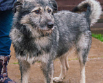 Собаки в Москве: Добродушный Грэй в поисках своей семьи и дома Мальчик, 100 руб. - фото 2