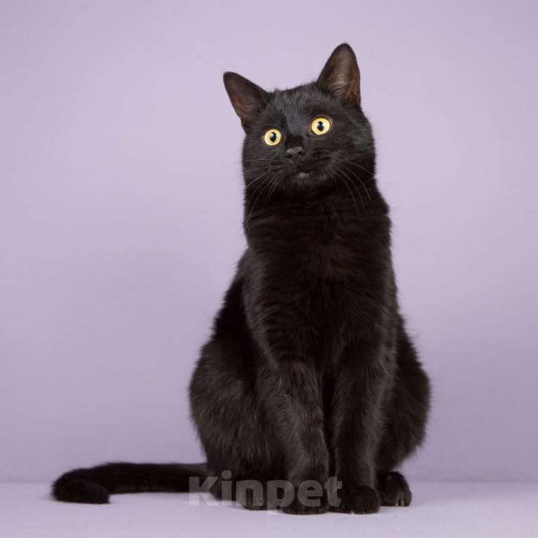 Кошки в Москве: Черный золотоглазый кот Гораций в дар Мальчик, 1 руб. - фото 2