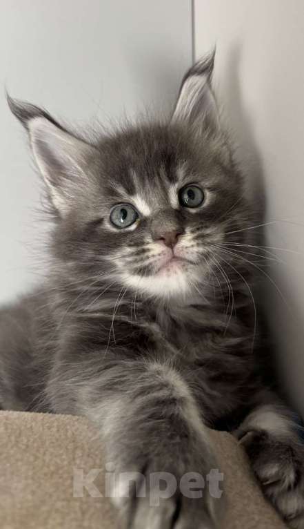 Кошки в Москве: Котята из питомника Status Joy  Девочка, Бесплатно - фото 2
