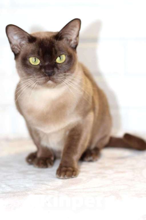 Кошки в Москве: Бурма - кошечка шоколадного окраса Девочка, 25 000 руб. - фото 3