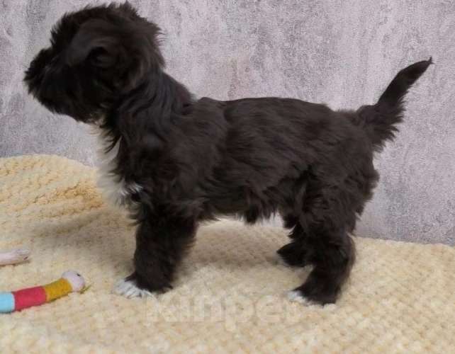 Собаки в Москве: Йорк, горький шоколад Мальчик, 56 000 руб. - фото 3