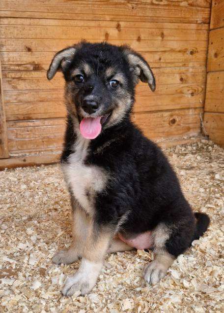 Собаки в Москве: Забери меня из приюта домой Девочка, Бесплатно - фото 3