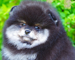 Собаки в Солнечногорске: Продажа померанского щенка  Мальчик, Бесплатно - фото 6