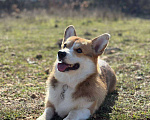 Собаки в Севастополе: Вязка собак Вельш Корги Пемброк Мальчик, 1 руб. - фото 3